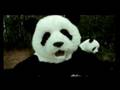 los pandas - a puro bambuu