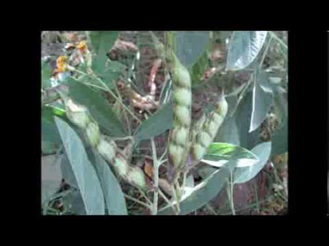 how to harvest pigeon peas