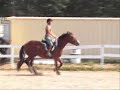 Skylar - 16.3H 2004 Gelding Skylar - 16.3H 2004 Gelding
