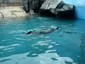 Novo Leão marinho no aquario de Santos, o nome dela é Alegra 