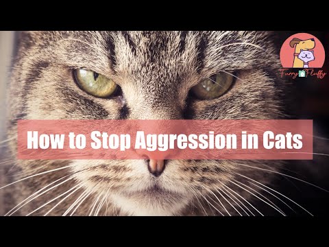How to Stop Aggression in Cats
