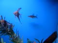 125 Gallon Freshwater Community Tank