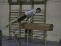 cobb gymnastics