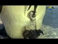 Pachelbel Canon (with Penguins) Pachelbel Canon (with Penguins)