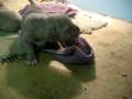 puppie