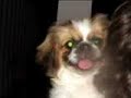 antreas dogs do you know
