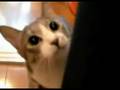 Dramatic-Ninja-Cat