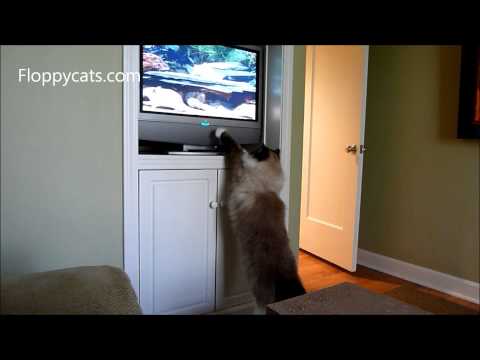 Videos For Cats To Watch 0 Videos For Cats To Watch