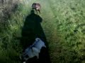 Can a pug run as fast as a boxer?