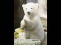 Knut, the cute poler bear