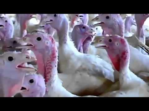 how to drain blood from meat