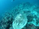 Kohki in Maldives 2008（タイマイ？)
