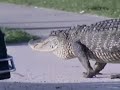 Gator Scorned by BSO in North Lauderdale Gator Scorned by BSO in North Lauderdale