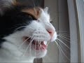 猫の声「あっあぅ」- Cat sometimes says 'uh-uh'.
