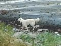 Unsere Seehunde