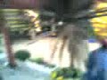 bergeracs-car.html