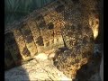 Saltwater crocodile laying an egg