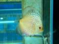 Discus snake pidgeon da Oceano Blu Acquari di Viterbo