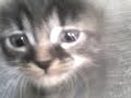 Gatos guerrosos