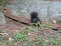 videos de The black squirel_0001.wmv
