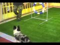 Cachorrada VIP, na hora do intervalo