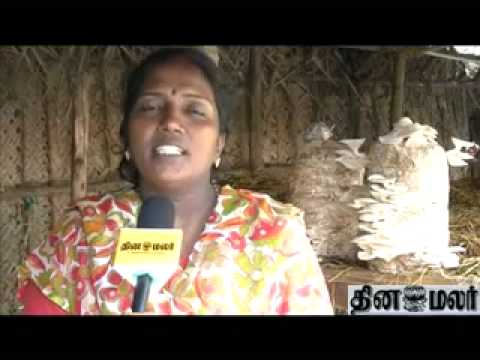 mushroom cultivation - Mushroom Cultivation video tamil.