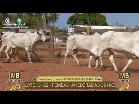 516� LEIL�O VIRTUAL MB LEIL�ES