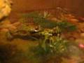 videos de Fire Belly Toads Mating