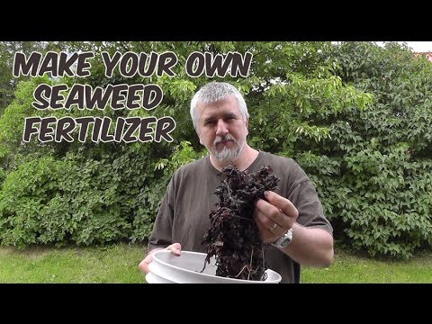 how to fertilize with kelp meal