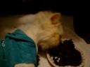 cerebellar hypoplasia persian cat \"bella\" cerebellar hypoplasia persian cat \"bella\"