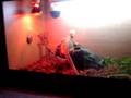 videos de bearded dragons fighting yoshi and sheila.
