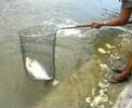 My Pacu My Pacu