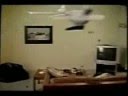 videos de copia de el gato volador, animales, videos chistosos, videos graciosos.flv