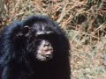 Chimps Attacking Leopard