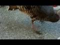 videos de Meet Pretty, the most glamorous wild turkey hen in the world