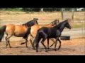 Lark and Quilceda August 2009.mov