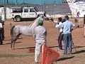 شارك عضو نادي ترمسعيا السيد انيس مشهور حمدان في بطولة الجمال الثانية في فلسطين بحصانه البركان و قد حصل على المرتبه الرابعه وقام الاستاذ معتز زكارنه مدرب نادي ترمسعيا بعرض الحصان