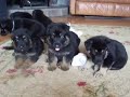 puppies at 4.5 weeks brandy and silver mark