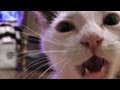 Pancake the kitten helps me clean