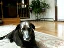 the dog in it\