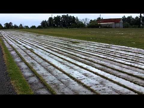 how to fertilize buffalo grass