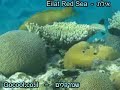 Eilat Red Sea Parrotfish- ???? ????? ????-????????