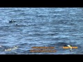 White Marlins Balling Bait - OCMD 2010 "Makara"