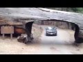 Sequoia Nacional Park