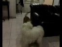 Belgian Malinois attacked by a Maltese