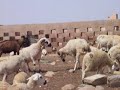 race ovine sardi race ovine sardi