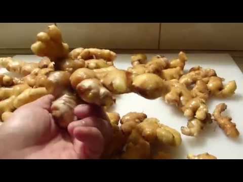 how to harvest ginger