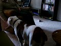 My Fat Bulldog Tries to Get on the Recliner