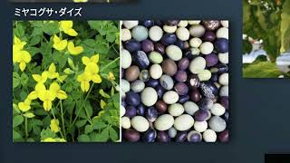 植物リソース紹介動画(ナショナル・バイオリソース・プロジェクト、NBRP）