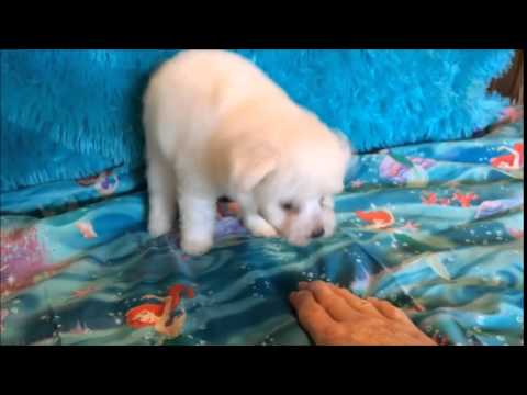 Bichon Frise female available for sale